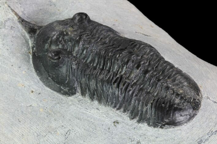 Bargain, Morocconites Trilobite Fossil - Morocco #100370